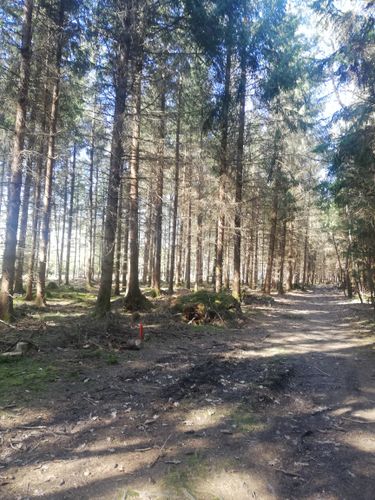 Sportlich flotte Gehrunde ab Waldtrudering-Keferloh-Solalinden und zurück