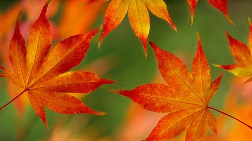 Herbstliches Stricken oder Häkeln am Nachmittag🍁