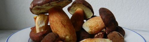 Ab in die Pilze. Suchen, sammeln und/oder fotografieren, nach Absprache im Oktober und November