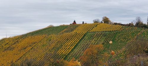 Weinbergtour auf Stuttgarts Höhen