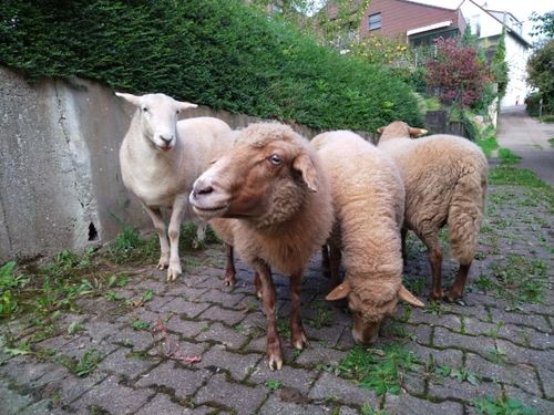 Weihnachtliche Wollaktion für Singles Ü30 mit Hüteshow