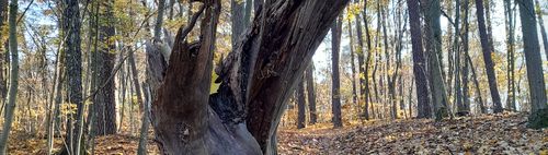 👟👟 NORDIC WALKING 👟👟   am Wasser  🌞 mit oder ohne Stöcke - ? 😋 EINKEHR ?