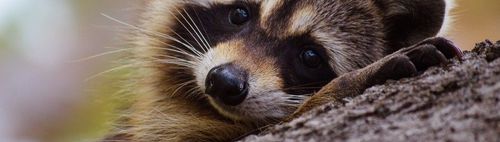 FERTIG! - 300/76 - ONLINE puzzeln - wann und wo Du willst: alleine oder in der Gruppe