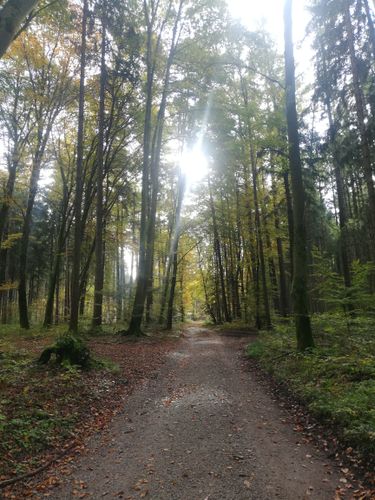 Sportlich flotte Gehrunde ab Waldtrudering-Keferloh-Solalinden und zurück