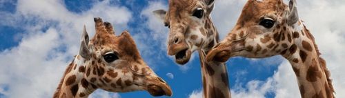 Club der rauchenden Köpfe