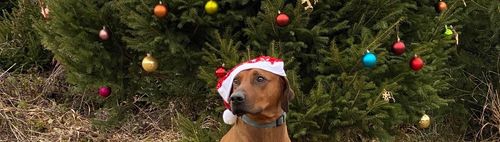 Waldchristbaum-(Hunde-)Runde um das Görbelmoos