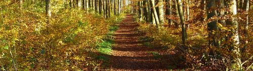 Spazierrunde von Germering-Kreuzlinger Forst- KIM in Krailling