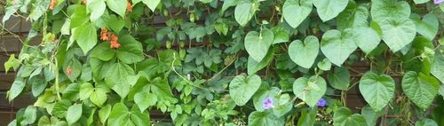 Saatgut-Festival - Buntes Rahmenprogramm und Vorträge - kostenlos  10-17 Uhr