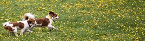 Gemütliche Wanderung von Seeshaupt nach Tutzing mit der Kamera