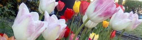 🌷BRITZER GARTEN🌷TULIPAN🌷🌳👭👬🌞 👯👫🌳🌷 ☕🍷🍽🍨🍰🍮 -Ersatztermin-