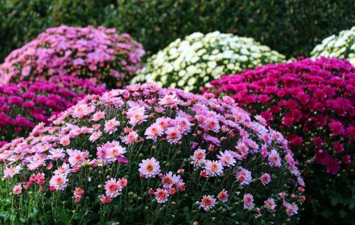 Landesgartenschau in Ellwangen