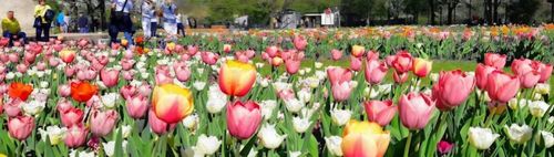 "Tulipan "  Britzer Garten
