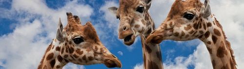 Club der rauchenden Köpfe