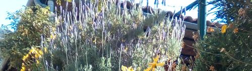 🌞🌱 Frühling🌱 in Town 👟👟 WANDERN ☀️ SCHLACHTENSEE + KRUMME LANKE 🚶👫👬🚶mit EINKEHR ☕🍶🍨🍰🍽