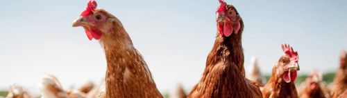 Radtour zum Gemüsebauern