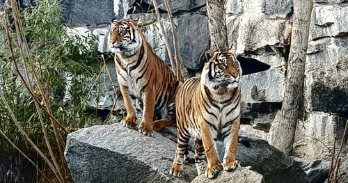 Tiger - König der Großkatzen