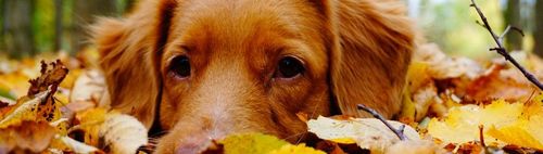 FERTIG: 600/66 (u) - ONLINE puzzeln - wann und wo Du willst: alleine oder in der Gruppe