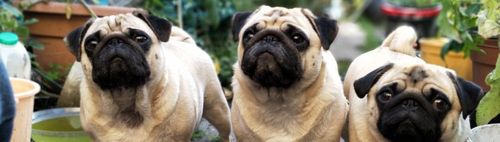 1000/68 (u) - ONLINE puzzeln - wann und wo Du willst: alleine oder in der Gruppe