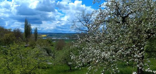 Wanderung mit Dettinger Kirschblüte am Karfreitag