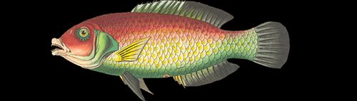  ""Karfreitag Fischessen"" u. Stammtisch" Radl- Wandern u. Kultur Miteinander o. Altersbegrenzung 