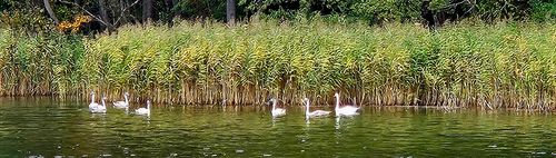 "REHA" #9 - Wanderung Summter See • Karpfenteiche • Rennebruch -- kürzer als üblich, NICHT langsamer