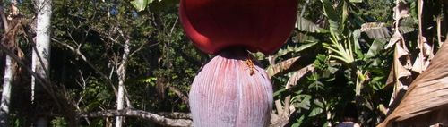 La Pequena Habana---Ein Stück Kuba in Berlin