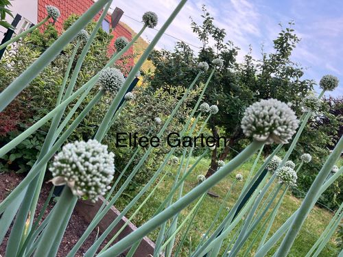 Pflanzentausch mit Kaffee+Tee+Gebäck