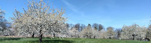 Über den Michaelisberg zu den Erligheimerr kirschgärten 