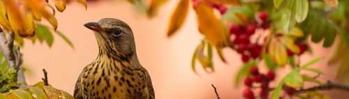 600/71(s) - ONLINE puzzeln - wann und wo Du willst: alleine oder in der Gruppe