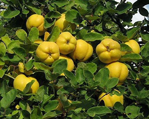 Quitten-Marmelade oder Mus einkochen