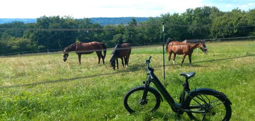 Feiertagsradtour mit Grillen und Feiern