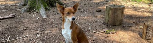 Spaziergang mit Einkehr für Vier- und Zweibeiner zum Harlachinger Jagdschlössl