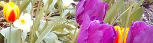 - ERSATZTERMIN - 🌷BRITZER GARTEN🌷TULIPAN🌷🌳👭👬🌞 🌷 ☕🍷🍽🍨🍰🍮