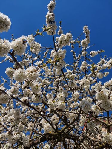 Kirschblütenfest in Jork