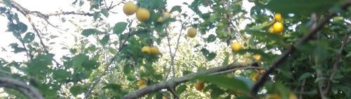  Kleine Wanderung nördl.v.Freising mit anschließendem Spargelessen auf meiner Obstplantage