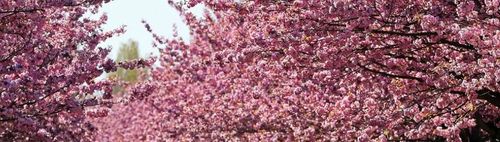 Lichterfelde nach Teltow 9 km TV-Asahi-Kirschblütenallee 2. Versuch