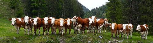 DURCH DIE RAPPINSCHLUCHT UND DURCH DIE BLUMENFELDER