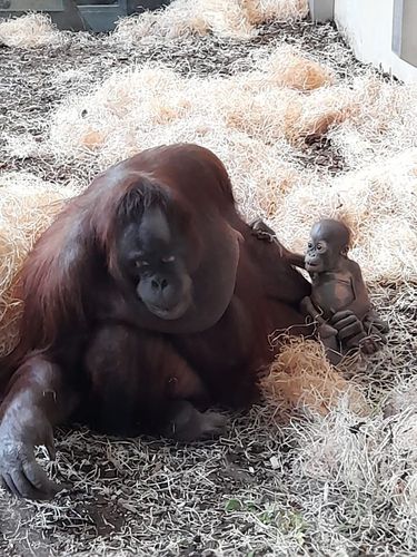 GRATIS IN DEN TIERGARTEN SCHÖNBRUNN
