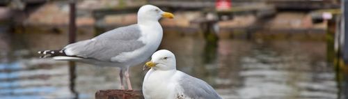 Einen Tag an der Ostsee genießen
