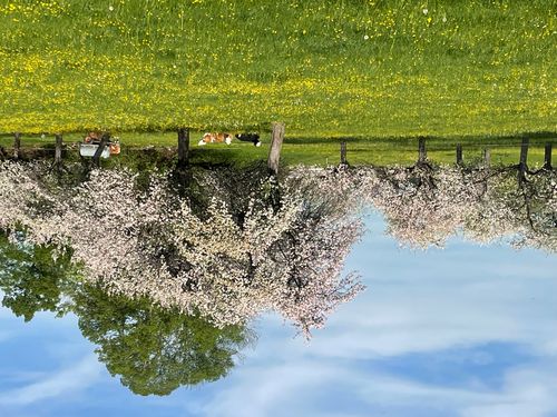 Idyllischer Spaziergang von Pasing über Blutenburg und Nymphenburger Park