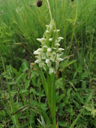 ACHTUNG Verschieben auf 30.5. Orchideen in den Weißachauen