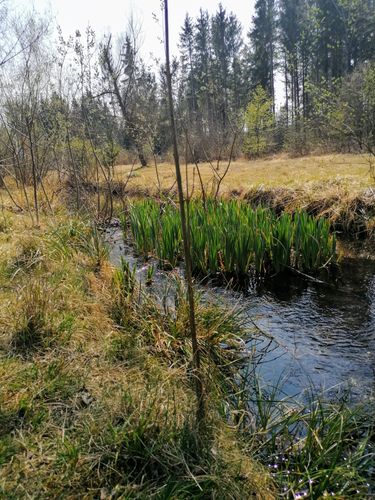 Kleine Wanderung von Lochhausen nach Harthaus durch  die Aubinger Lohe