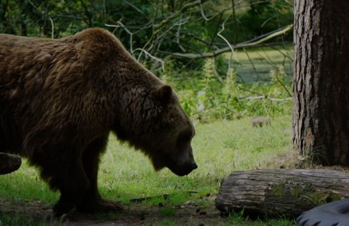 Besuch des Wildparks Johannismühle 