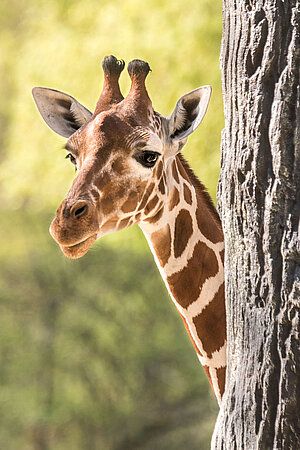 Ein tierisch guter Tag...🦒🐘🐆🐪🐧