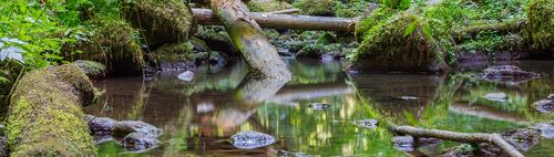 Fotowalk im Monbachtal – Weitwinkel, Wasser & Wald