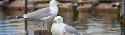 Ein schöner Tag an der Ostsee