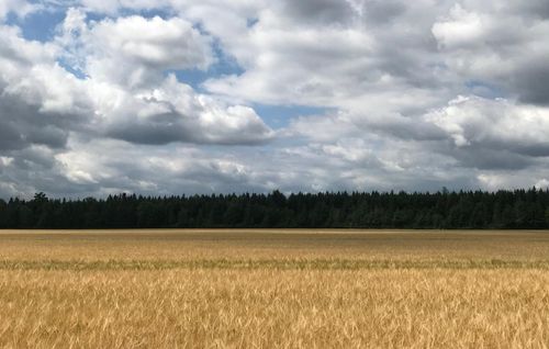 Sportlich flotte Gehrunde ab Waldtrudering-Keferloh-Solalinden und zurück