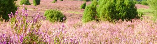 Heide-Wanderung