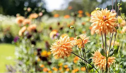 "Dahlienfeuer" im Britzer Garten