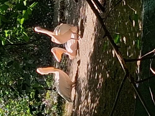 Vogelpark Olching 